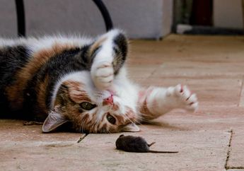 Dunia Hewan: Mengapa Kucing Senang Bermain dengan Mangsanya?