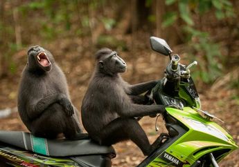 Setelah Foto Monyet Boncengan, Inilah Pemenang Foto Komedi Hewan Liar 2021, Monyet Kesakitan Saat Pertunjukan dan Monyet Memeluk Pohon