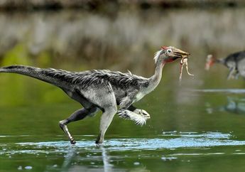 Memiliki Banyak Kesamaan, Apakah Ayam Adalah Keturunan Dinosaurus?