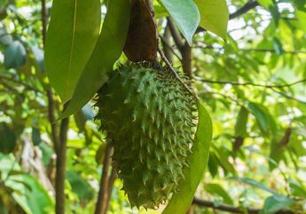 Bukan Cuma Ampuh Obati Sel kanker, Daun Ajaib Ini Juga Sering Digunakan Tukang Kebun untuk Usir Hama Tanaman, Langsung Hilang Dalam Sehari!