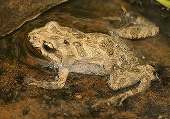Dunia Hewan: Petunjuk Baru Melindungi Katak dari Jamur yang Mematikan