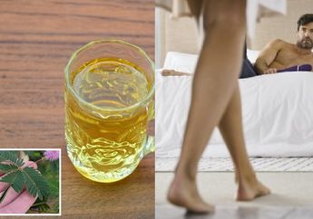 Puluhan Tahun Hubungan Intim dengan Istri Bisa Gak Tahu, Air Rebusan Daun Putri Malu Ternyata Jauh Lebih Dahsyat dari Minum Obat Kuat