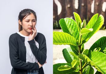 Dokter Gigi sampai Kagum, Daun Jambu Biji yang Diolah Seperti Ini, Ternyata Bisa Atasi Ngilu Gigi Berlubang