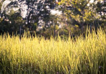 Semprotan Gulma Bisa-bisa Gak Laku, Rumput Liar Bisa Layu dan Mati Sendiri, Cukup Semprot Pakai Bahan Dapur ini