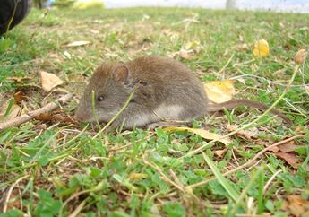 Dunia Hewan: Tikus-Tikus di Area Ini Tumbuh Lebih Besar, Apa Sebabnya?