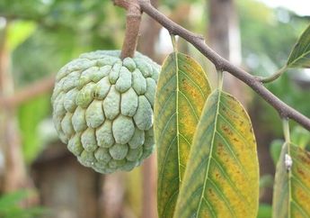 Petik Buah Srikaya Lalu Jadikan Jus Sehat, Wanita Ini Bahagia Bebas Biaya Dokter Setahun Penuh
