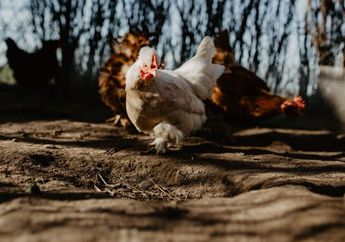 Oh Ternyata Ini, Tolong Jangan Diulang Lagi Jika Mau Kaya Raya! Simak Arti Mitos Bangun Kesiangan Rezeki Dipatok Ayam yang Sebenarnya