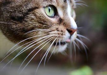 Jangan Potong Kumis Kucing, Kemampuan GPS-nya Bisa Hilang & Kebingungan