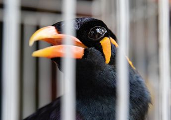 Dunia Hewan: Warna Mencolok Burung Penyanyi Membuat Mereka Berisiko