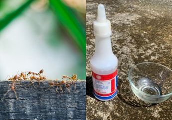 Mau Basmi Semut Tanpa Gunakan Racun Berbahaya? Letakkan Beberapa Bahan Dapur Ini, Semut Lari Kocar Kacir Musnah Selamanya