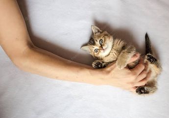 Dari Penyakit Lyme Hingga HIV, Ini Bahaya Konsumsi Daging Kucing