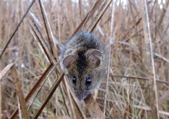 Dunia Hewan: Miris, Tikus Rawa Asin San Francisco Kini Terancam Punah