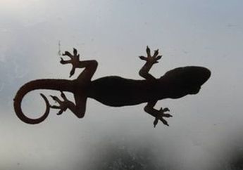 Bukannya Pertanda Baik, Ternyata Kejatuhan Kotoran Cicak di Kepala Bisa Jadi Anda Bakal Seret Rezeki, Intip Faktanya Menurut Primbon Jawa!