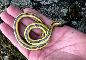 Dunia Hewan: Tiga Spesies Baru Ular Ditemukan di Bawah Kuburan Ekuador