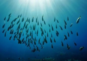 Dunia Hewan: Bagaimana Ikan Bertahan dari Tekanan Ekstrem di Lautan?