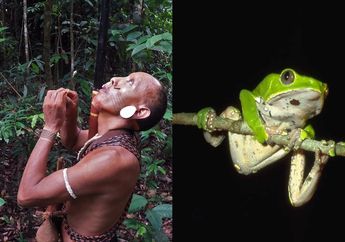 ‘Teteskan Racun di Mata’ Ritual Pendewasaan Anak Laki-laki Suku Matis di Brasil, Siap Berburu!