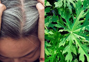 Ngecat Malah Bikin Rambut Bercabang, Padahal Kalau Pakai Daun Pepaya Bisa Bikin Uban Jadi Hitam Lagi, Cuma Butuh 20 Menit