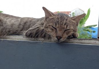 Manfaat Bonding dengan Kucing, Ternyata Sangat Mengejutkan untuk Pemiliknya
