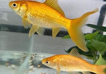 Dunia Hewan: Ikan Mas Punya Kemampuan Mengatur Jarak Berenang Mereka