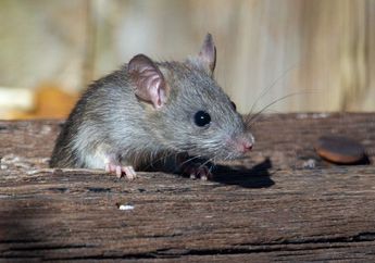 Tikus Suka Aromanya, Mending Buang dan Jauhkan Makanan ini Kalau Mau Tikus Kabur dan Gak Balik Lagi, Satu Rumah Langsung Ucap Alhamdulillah