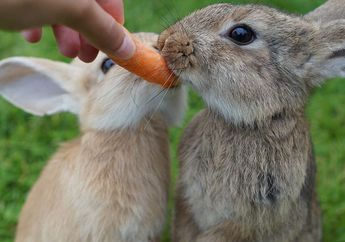 Tak Cuma Wortel, Ini 8 Makanan yang Bisa DIberikan pada Kelinci