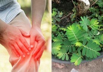 Cuma Petik Daun Ini Pekarangan Rumah, Masalah Rematik hingga Batu Ginjal Jadi Teratasi, Sudah Pernah Coba?