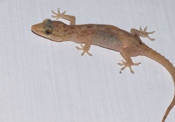 Amit-Amit Rumah Jadi Sarang Cicak, Cepat Usir Pakai Trik Gampang Ini, Cuma Modal 2 Bumbu Dapur ini