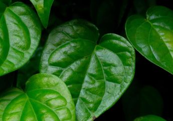 Cara Membuat Obat Kuat Oles Racikan Rumah dengan Bahan Sederhana, Berkhasiat Bikin Pria Gaspol Sampai Pagi