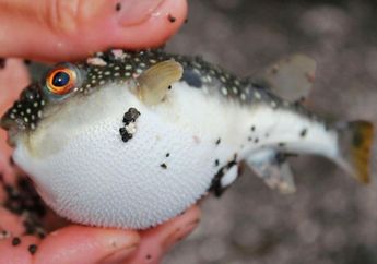 Dunia Hewan: Mengapa Ikan Buntal Suka Bertelur di Bawah Sinar Bulan?