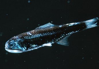 Dunia Hewan: Bagaimana Proses Ikan Purba Membentuk Koloni Laut Dalam?