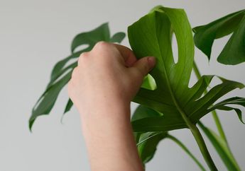 Ketahui Natur 5 Hama yang Paling Umum Ditemukan di Tanaman Rumah Berikut dan Basmi Mereka!