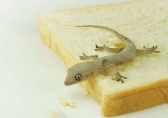 Duh! Jijik Kalau Ada Cicak di Meja Makan, Coba Gunakan 3 Bahan Ini untuk Mengusirnya, Langsung Ngacir