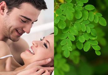 Istri Bisa Minta 'Beronde-ronde', ini Cara Membuat Ramuan Obat Kuat Dari Daun Kelor, Jaminan Betah di Ranjang