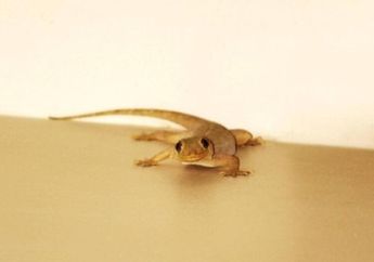 Cicak Ternyata Tidak Suka 3 Aroma dari Bahan Dapur Ini, Bisa Jadi Pengusir Alami Cicak