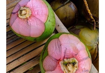 Kelapa Merah Digunakan Sebagai Pengobatan, Mulai dari COVID-19 hingga Batu Ginjal