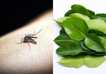 Waspada Demam Berdarah, Kalau Mau Rumah Bebas Nyamuk Coba Rajang Daun Bumbu Dapur Ini dan Taruh di Kamar, Dijamin Bakal Bebas Khawatir Mulai Sekarang