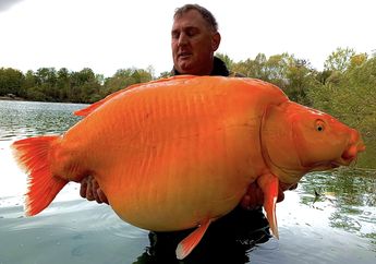 Ikan Raksasa Ini Ingatkan Kita untuk Tidak Buang Ikan Mas ke Alam Liar