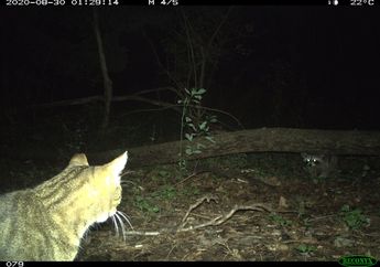 Dunia Hewan: Jagalah Kucing Anda di Dalam Rumah, Demi Kesehatan Semua