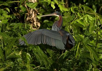 Dunia Hewan: Burung Paling Langka dengan Risiko Kepunahan Lebih Tinggi