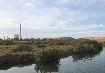 Mangrove, Berperan Menjadi Penjaga Lingkungan di Garis Pantai Kita