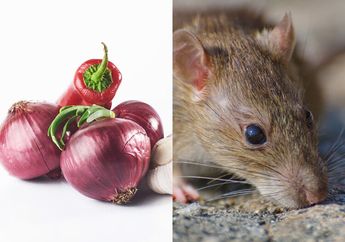 Bukan Racun Tikus, Bawang Merah Ternyata Bisa Usir Tikus di Rumah Secara Alami