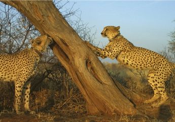 Dunia Hewan: Cheetah Menandai Pohon dengan Aroma Urin untuk Komunikasi