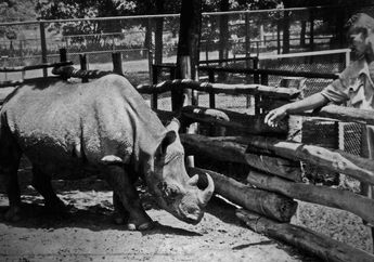 Melawan Kebobrokan, Seekor Badak Berhasil Memenangi Pemilu 1959