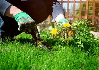 Cara Membuat Pembasmi Rumput Liar Buatan Sendiri, Modalnya dari 2 Bahan Dapur Saja