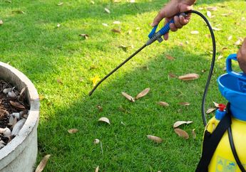 Gak Capek Dicabut, Ini Trik Basmi Rumput Liar di Depan Rumah, Tinggal Siramkan 1 Cairan Ini Langsung Beres