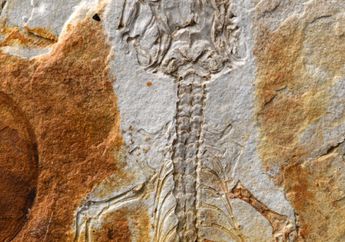 Paleontolog Menemukan Fosil Kadal yang Hidup di Zaman Dinosaurus