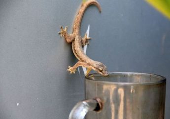 Baru Tahu Hari Ini, Cicak yang Suka Berkeliaran di Meja Makan Ternyata Bisa Diusir Cuma Pakai Air Dingin, Ini Caranya