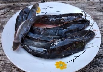 Tak Perlu Abu Gosok, Cara Hilangkan Lendir Lele Cuma Butuh Direndam Secangkir Bahan Dapur Ini, Masak Jadi Lebih Gampang & Cepat!