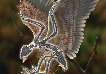 Cratonavis zhui, Burung Cretaceous Dengan Tengkorak Seperti Dinosaurus