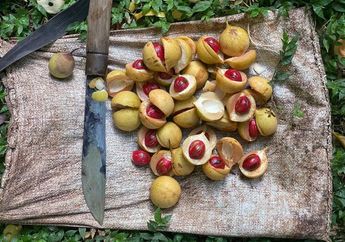 Analisislah Sumber Daya Alam (SDA) Kepulauan Banda pada Abad ke 6 yang Menjadi Daya Tarik Berbagai Bangsa Datang?